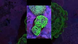 🌈 Aussie Coral Collection! | Torch, Hammer, Duncan & More Stunning LPS Corals #coral #reeftank #reef