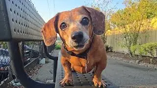 Top Dog DAPHNE