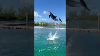 Funny dolphins 🤣🤣🤣#dolphin #funny #funnyvideo #funnydolphin #funnyanimals #happy #cute #animals