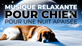 MUSIQUE RELAXANTE POUR CHIEN (pour une nuit apaisée)