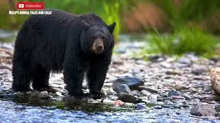 Black Bear Sounds Guide