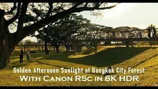 Golden Afternoon Sunlight at Bangkok City Forest in 8K HDR