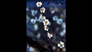 Love Tarot Reading for Libra May 2016 (volume issues- please listen with headphones to help)