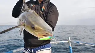 8.5kg Cobia Landed | Micro jigging | Light Tackle Set