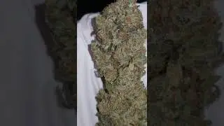 Strain Review #1: Funky Charms (Grease Monkey x Rainbowchip) by Exoticgenetix