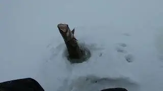 #Karelia#Guidedfishing#River#Lake#Weather#ПогодаПоповПорог#Жерлицы#Налим Ловим налима на жерлицы.