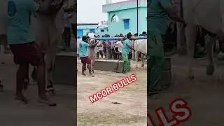 MCOR BULLS ONGOLE JATHI GITTALU POWER #shorts