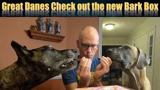 Great Danes Check out the new Bark Box