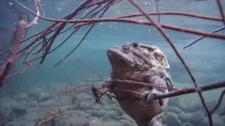 Bufo bufo I rospi della dorsale appenninica centro meridionale Toscana in amore con filari di uova
