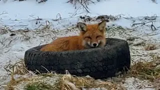 Fox & Coyote Trapping &ldquo; Hmmmmm , Well That Worked Out &ldquo;