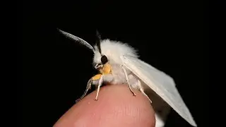 10 Beautiful Insects You can Keep as Pets | Turbo Brain