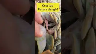 Meet the Purple Delight Succulent: Care Tips and Stunning Varieties