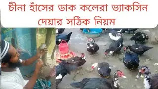 চীনা হাঁসের ডাক কলেরা ভ্যাকসিন দেওয়ার সঠিক নিয়ম।