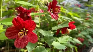 Болмо гулдору. Эгемендуулук майрамыныздар кут болсун 🌹