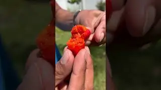 My 1st time eating Ivy Gourd&hellip;. Reaction