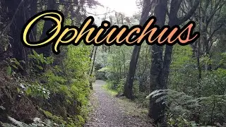 OPHIUCHUS 🥁 Live Your Authentic Life! ✨️ Next Two Weeks 💚