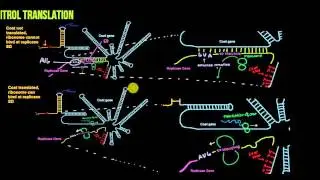 Translational control of the MS2 replicase protein. Figure 17.6