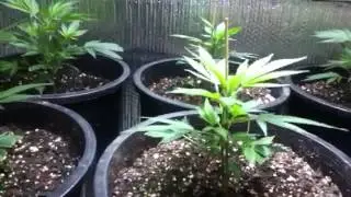 Super silver haze indoor grown