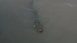 National Alligator Day: A trip to Crocodile Encounter in Angleton, Texas