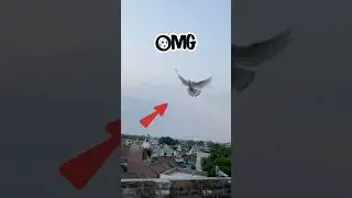 awesome pigeon landing 🔥 | #pigeon #kabootar #kabootarbazi #shortsfeed #shorts