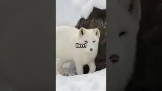 5 Cool Facts About Arctic Foxes!