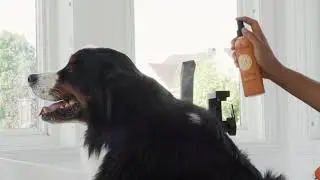 Meet ATTITUDE Furry Friends natural pet care line&trade;