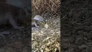Cute lil ground squirrels 🐿️😍#shorts #squirrels