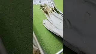 08033193602  Azolla plant farming and livestock feeds in Nigeria are very important to understand.