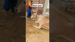 Bach Gayi 🙏😒 Bahut Tej Marti hai Gay😒😢 #cow #comedy #animals #viral #trending #oldisgold #shorts