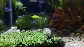 Aquarium carpet plants from seeds | cultivated in bio sponge filter media