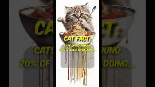 Cats spend 70% of their life doing __? 😂 #cat #catlover #cats #catfact