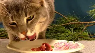 Cat eats pieces of meat ASMR | Animal ASMR 159