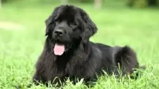 Newfoundland Temperament