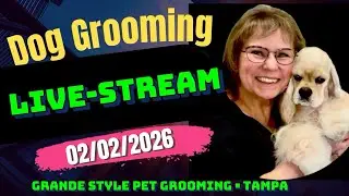 Dog Grooming Livestream. Dog haircuts, dog bathing, nail clipping. Dog Grooming Tampa. Pet Grooming.