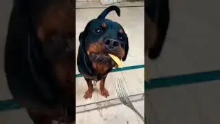 It's me Hi I'm always hungry😂😍 #shorts #youtubeshorts #rottweiler #cutedog #doglover #funnydogs #dog
