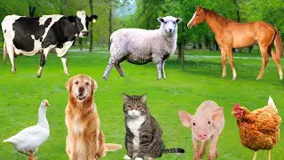 Farm Animal Sounds - Sheep, Chicken, Cow, Goat, Duck, Horse - Funny Animals