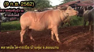 ราคาควายตลาดนัดโค-กระบือ บ้านทุ่ม อ.เมือง จ.ขอนแก่น