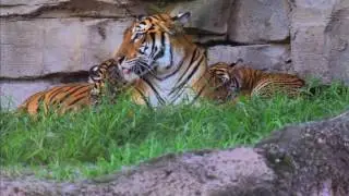 The Wildlife Docs - Baby Animals Update | Busch Gardens Tampa Bay
