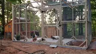 Flock move in day (chicken coop/duck run construction)