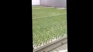 Grafting tomato plants in Khmer Cambodia