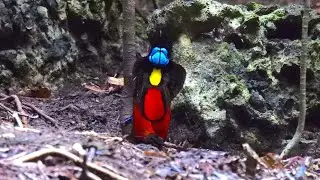 Indonesia - Birding the West Papua Islands   4K