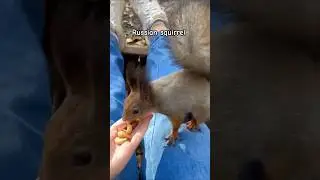 Russian Squirrel vs Indian Palm Squirrel - Which One Steals Your Heart? 🇷🇺 🇮🇳