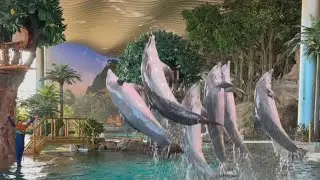 Sea Lion & Dolphin Show @ SEAWORLD