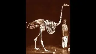 Elephant Bird Song