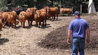 Minnesota Wagyu Beef - Fellers Ranch