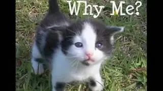 A Fist Step: David McWane's MSPCA commercial #2