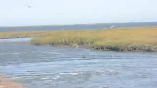 Terns Diving for Food