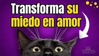 Cómo Ganar la Confianza de un Gato Rescatado: Consejos que Funcionan