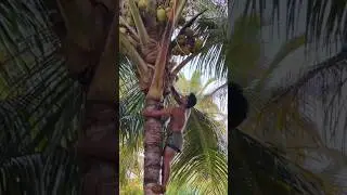 How to cut coconuts from a young coconut tree#shortvideo#trending#tamil #viral#video#coconut#nature