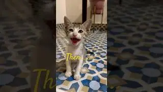 Now vs Then 🥲🐈 #video #new #vlog #reels #shorts #short #viral #asmr #food #tiktok #trending #cat